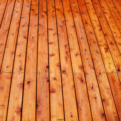 cedar